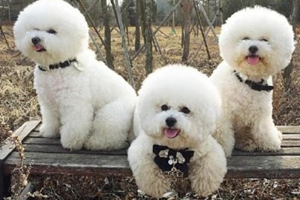 比熊不解大便怎么办