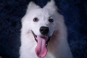 萨摩耶怎么看年龄