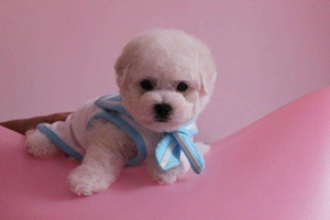 比熊狗怎么去泪痕