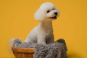 比熊狗怎么喂养