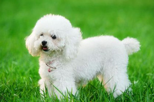 贵宾狗狗吃什么蔬菜好