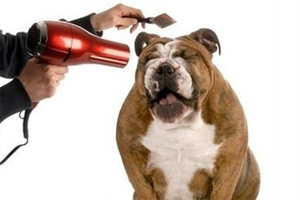 狗洗完澡怕风筒吹怎么办