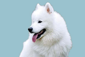 萨摩犬怎么喂养