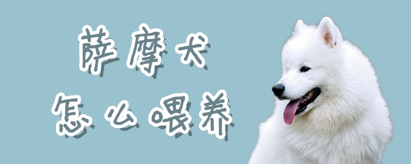 萨摩犬怎么喂养