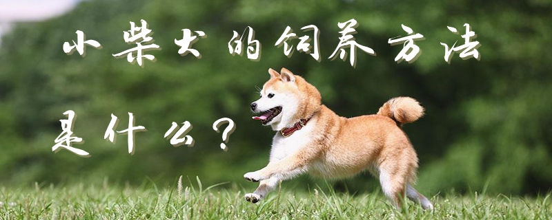 小柴犬的饲养方法是什么