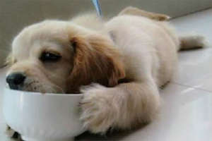 小金毛一直打嗝怎么回事