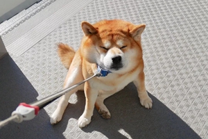 小柴犬的饲养方法是什么