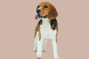 比格犬怎么看纯不纯