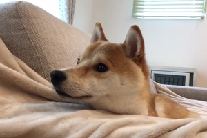 柴犬吃什么毛色好