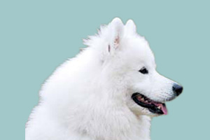 萨摩犬怎么看纯不纯