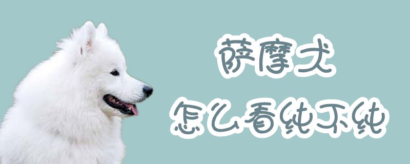 萨摩犬怎么看纯不纯