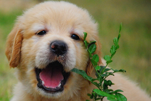 小金毛犬到新家一直叫怎么办