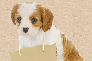 狗牌寄语怎么写