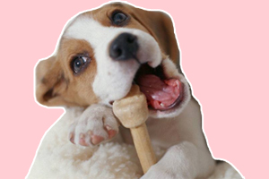 狗狗咬东西怎么办