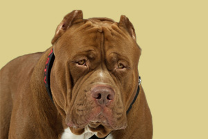 比特犬怎么喂养