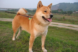 小柴犬怎么看品相