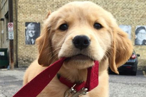 狗狗咬牵引绳怎么办