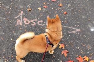 柴犬喂养注意事项有哪些