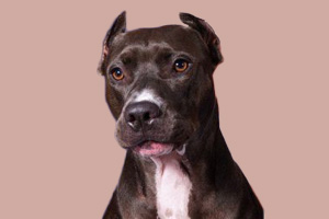 比特犬怎么挑选