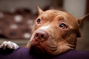 比特犬怎么看纯不纯