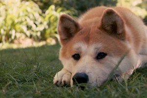 养秋田犬注意事项有哪些