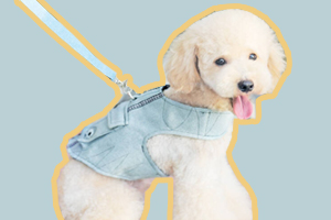 狗狗不愿意带牵引绳怎么办