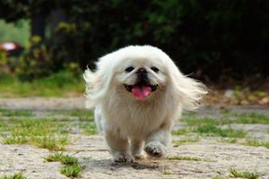 纯种京巴狗特点是什么