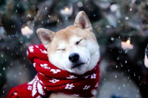 秋田犬吃什么毛色好