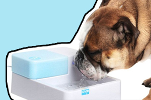 狗狗不愿意喝水怎么办