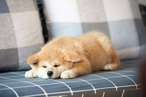 秋田犬怎么喂养