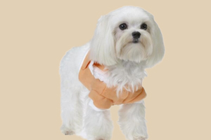 西施犬怎么喂养