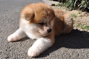 秋田犬幼犬怎么喂养