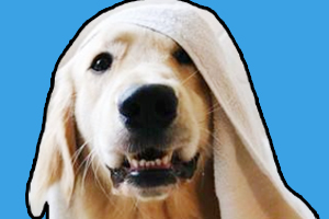 狗狗不愿意洗澡怎么办