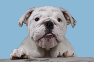 英牛犬怎么喂养