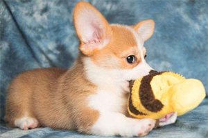 狗狗不愿意剪指甲怎么办