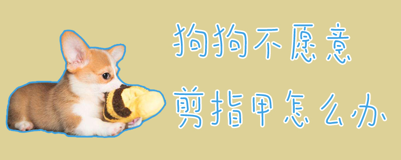 狗狗不愿意剪指甲怎么办