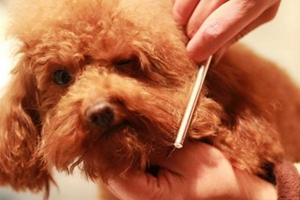 如何梳理狗狗的毛