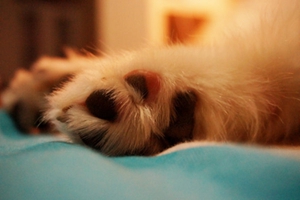 狗狗脚毛要修剪吗 狗狗脚毛修剪方法