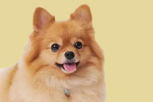 博美犬怎么喂养