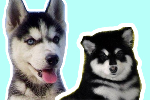 西伯利亚雪橇犬和阿拉斯加的区别是什么