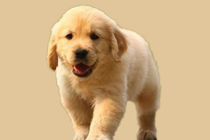 小金毛犬吃什么