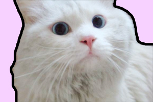 养猫掉毛怎么办