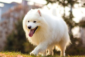 萨摩耶犬吃什么东西