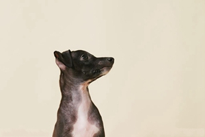 灵缇犬吃什么好