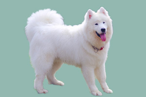 萨摩耶犬怎么看纯不纯