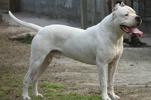 养杜高犬注意事项有哪些