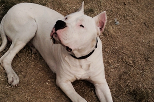 杜高犬吃什么长得壮