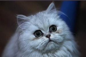 猫猫有泪痕是什么情况