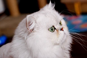 猫猫的泪痕怎么处理