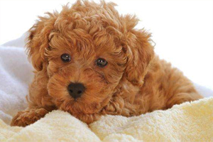 贵宾泪痕怎么处理